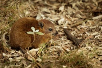 Daman skalni - Procavia capensis - Rock Hyrax o0582